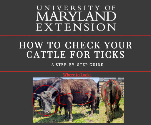 checking your cattle for ticks infographic