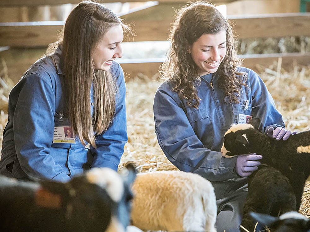 students and lambs in barn
