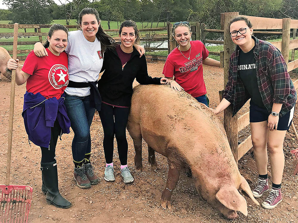 students and pig