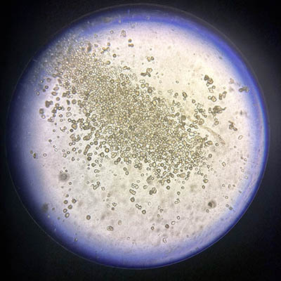 avian organoids