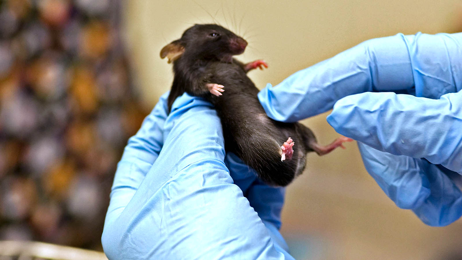 mouse in gloved hands