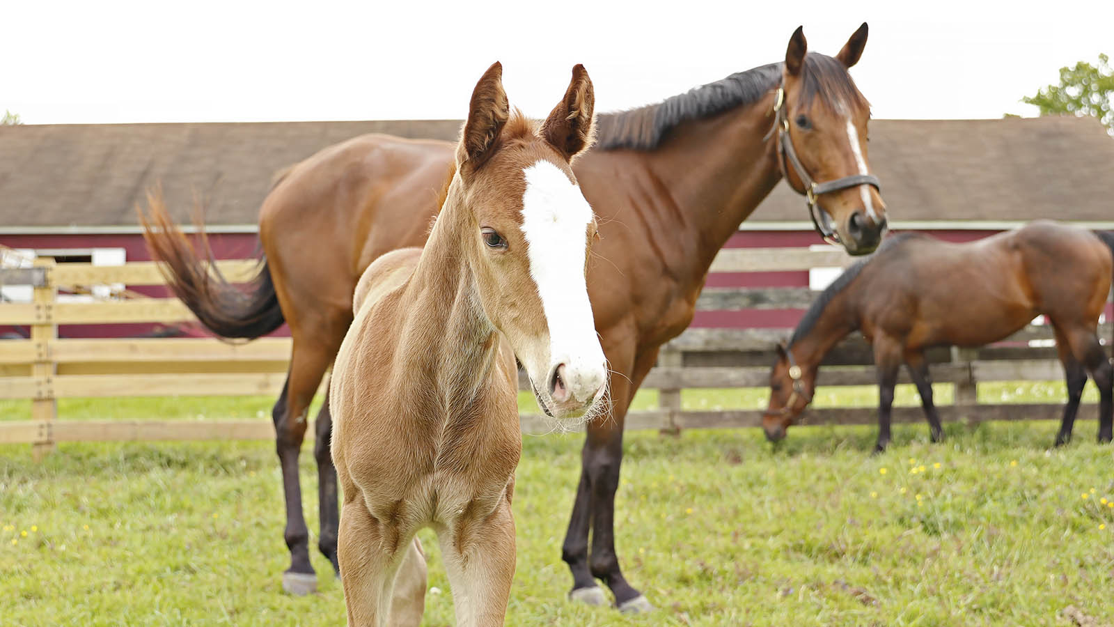 Foal and two horses in field