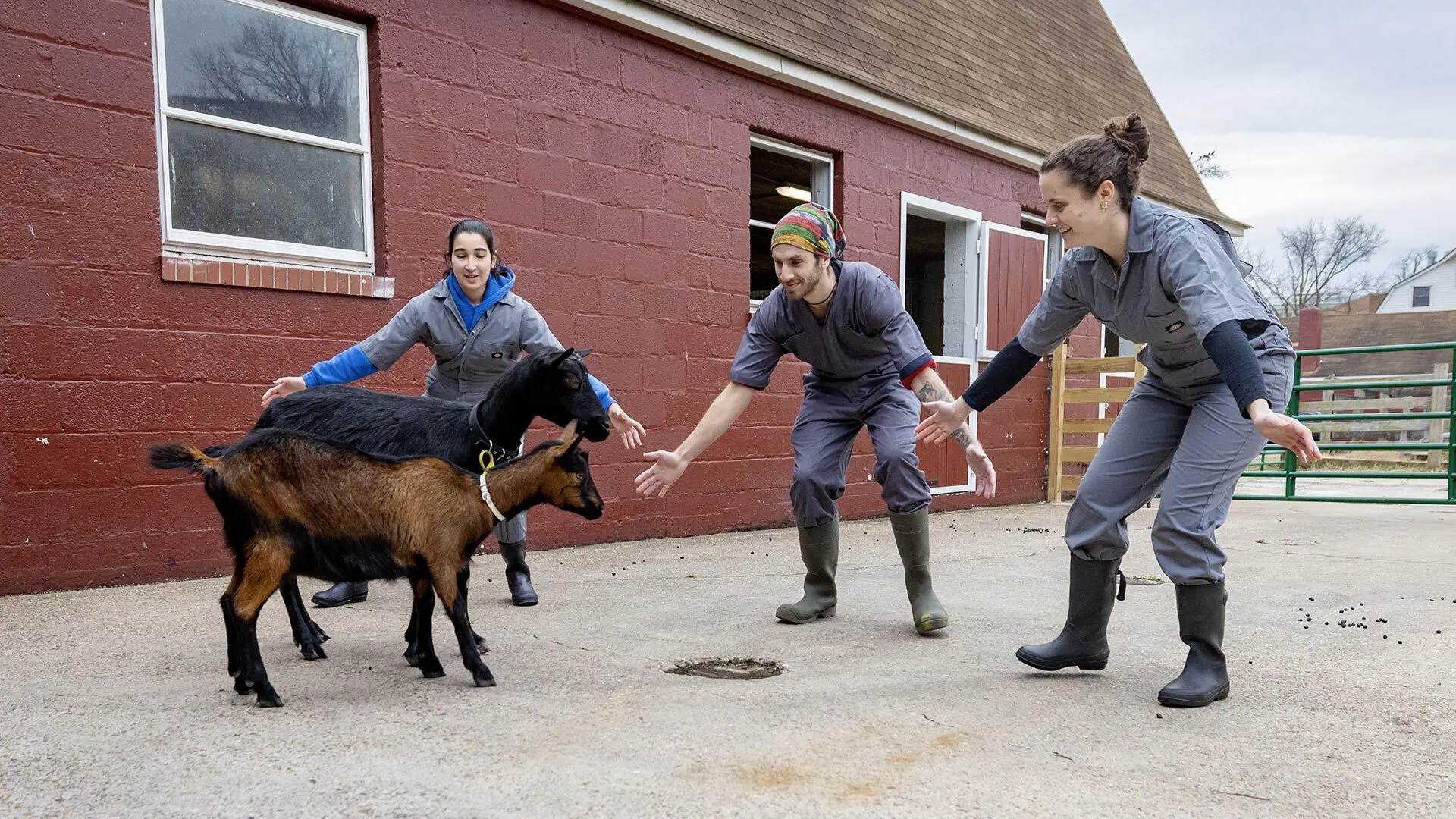 Dairy goats on Campus Farm