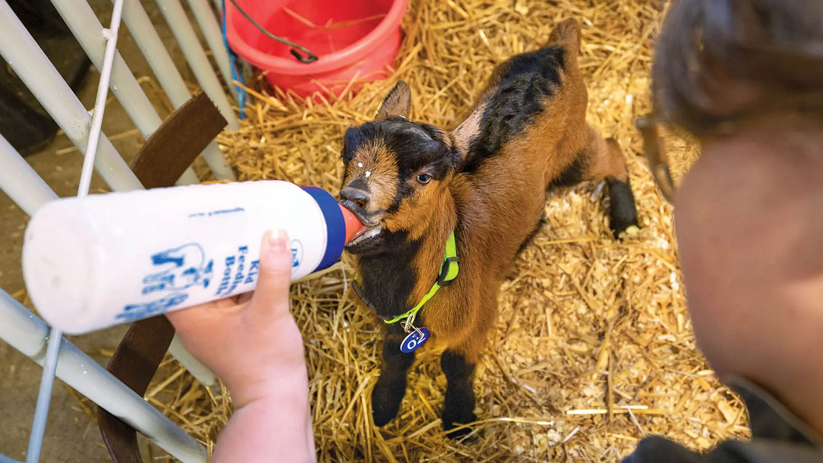baby goats on Campus Farm