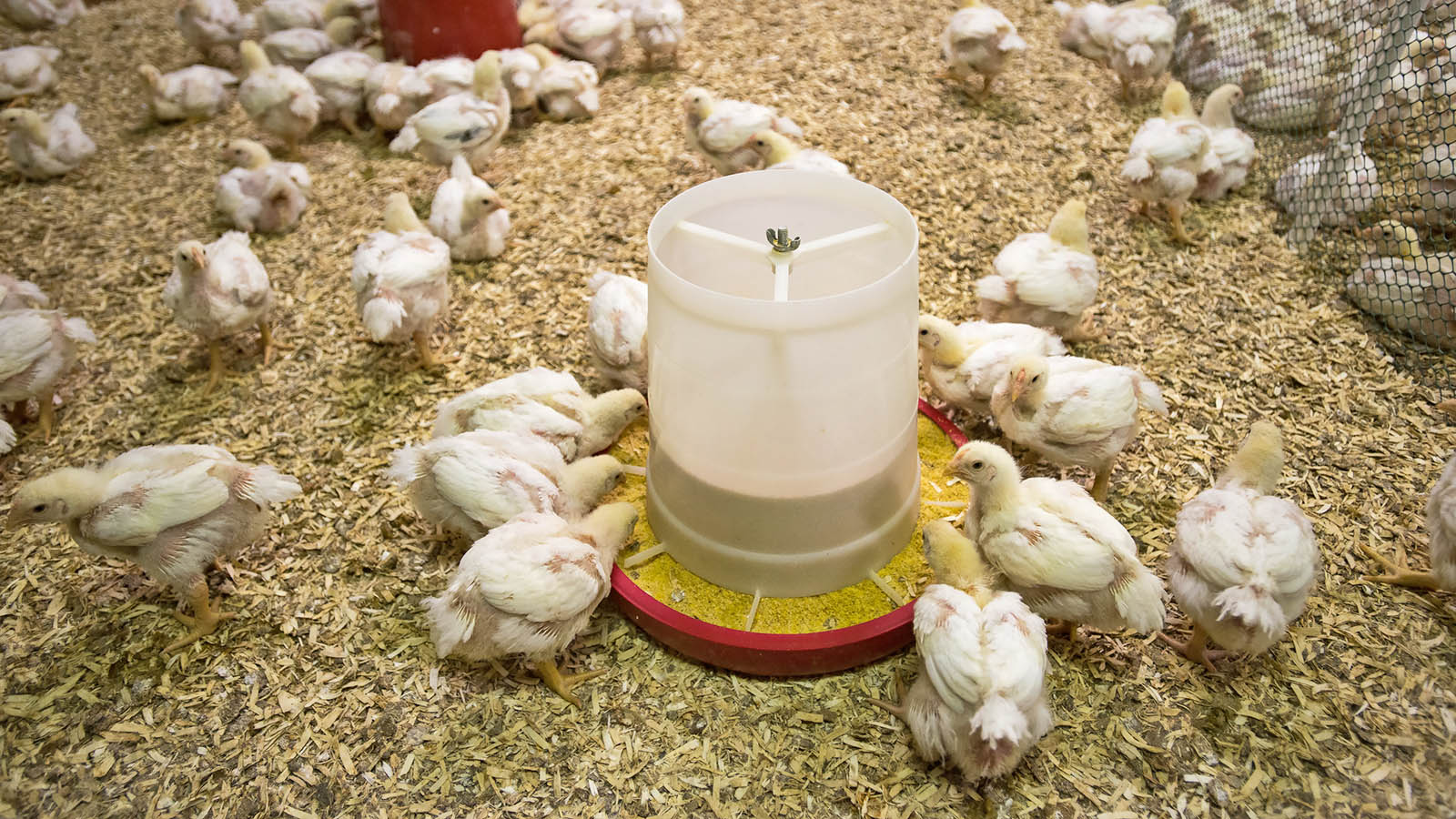 poster presentations