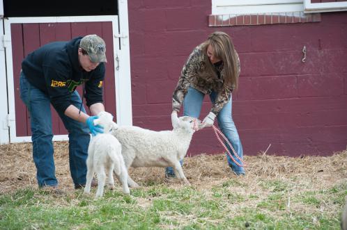 Two students work with sheep.