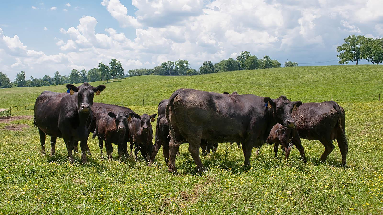 Beef Extension | Animal Sciences