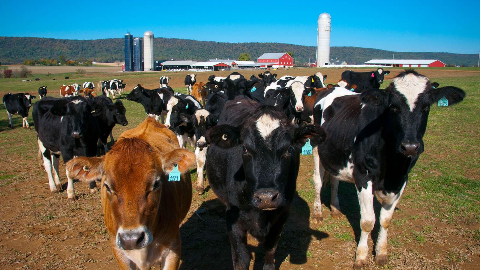Dairy Extension Animal Sciences dairy-extension-animal-sciences