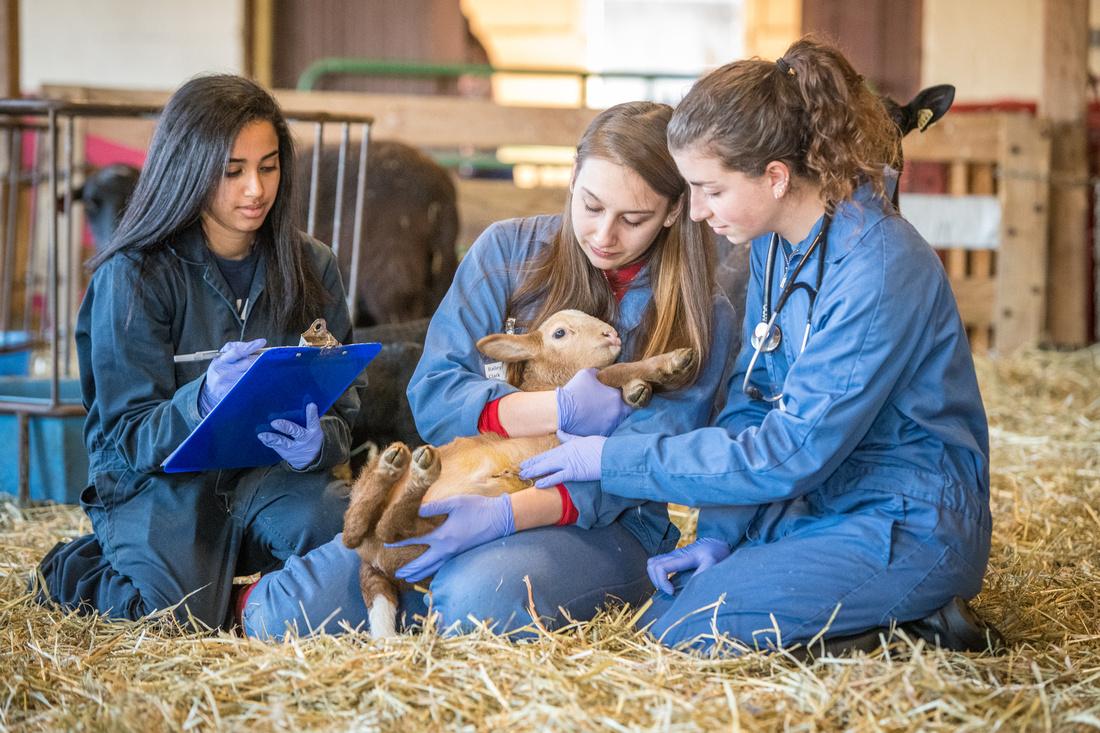 Three students work with sheep.